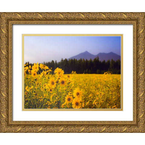 Field 22 Gold Ornate Wood Framed Art Print with Double Matting by Lee, Rachel