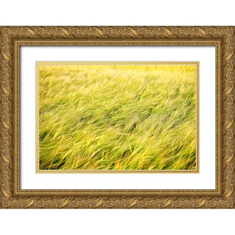 Field 8 Gold Ornate Wood Framed Art Print with Double Matting by Lee, Rachel
