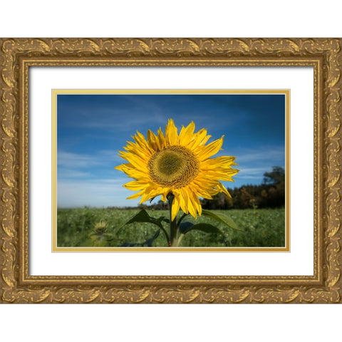 Flower 15 Gold Ornate Wood Framed Art Print with Double Matting by Lee, Rachel