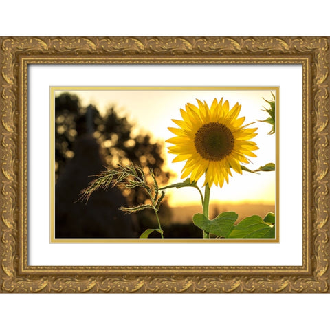 Flower 16 Gold Ornate Wood Framed Art Print with Double Matting by Lee, Rachel