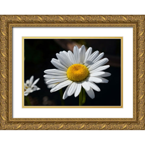 Flower 17 Gold Ornate Wood Framed Art Print with Double Matting by Lee, Rachel