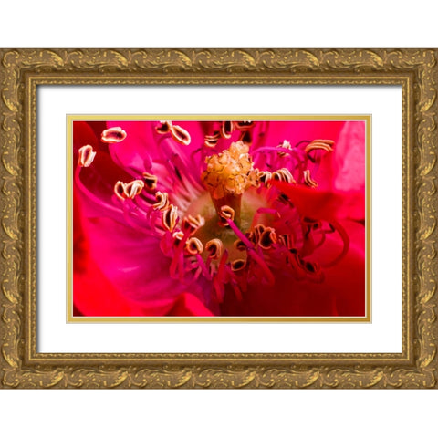 Flower 2 Gold Ornate Wood Framed Art Print with Double Matting by Lee, Rachel
