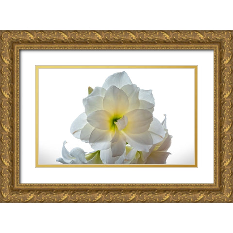 Flower 22 Gold Ornate Wood Framed Art Print with Double Matting by Lee, Rachel