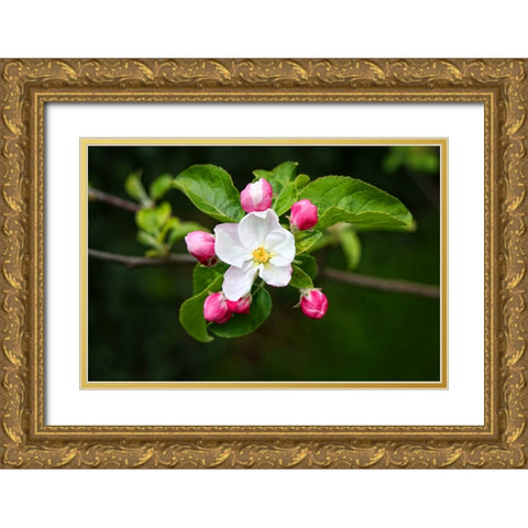 Flower 23 Gold Ornate Wood Framed Art Print with Double Matting by Lee, Rachel