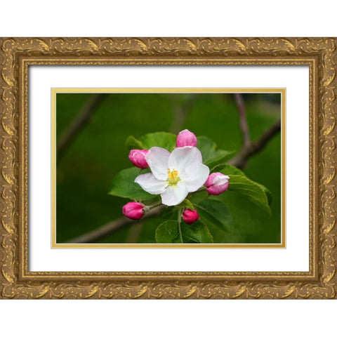 Flower 24 Gold Ornate Wood Framed Art Print with Double Matting by Lee, Rachel