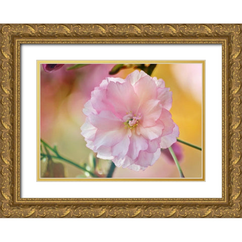 Flower 28 Gold Ornate Wood Framed Art Print with Double Matting by Lee, Rachel
