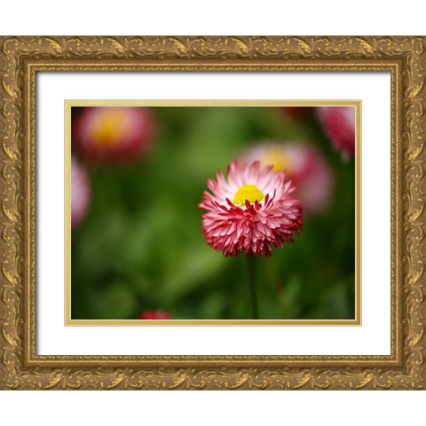 Flower 51 Gold Ornate Wood Framed Art Print with Double Matting by Lee, Rachel