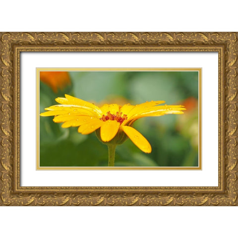 Flower 57 Gold Ornate Wood Framed Art Print with Double Matting by Lee, Rachel