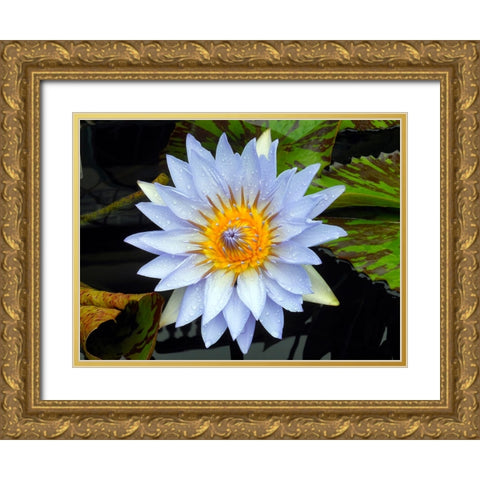 Flower 7 Gold Ornate Wood Framed Art Print with Double Matting by Lee, Rachel