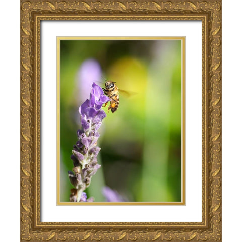 Flower Bee 2 Gold Ornate Wood Framed Art Print with Double Matting by Lee, Rachel