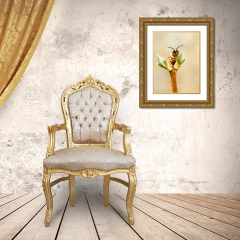Flower Bee 3 Gold Ornate Wood Framed Art Print with Double Matting by Lee, Rachel