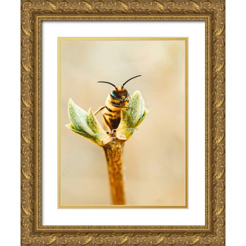 Flower Bee 3 Gold Ornate Wood Framed Art Print with Double Matting by Lee, Rachel