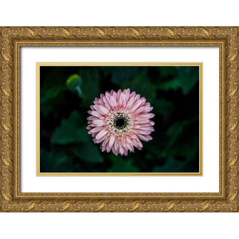 Flower Carnation Gold Ornate Wood Framed Art Print with Double Matting by Lee, Rachel