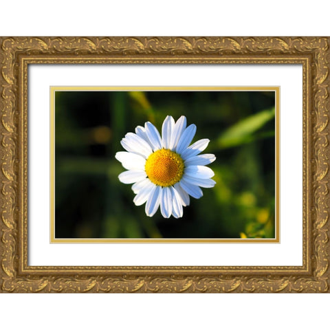 Flower Daisy Gold Ornate Wood Framed Art Print with Double Matting by Lee, Rachel