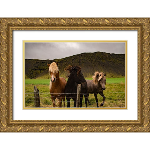 Horse 2 Gold Ornate Wood Framed Art Print with Double Matting by Lee, Rachel