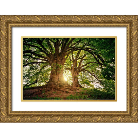 Trees 80 Gold Ornate Wood Framed Art Print with Double Matting by Lee, Rachel