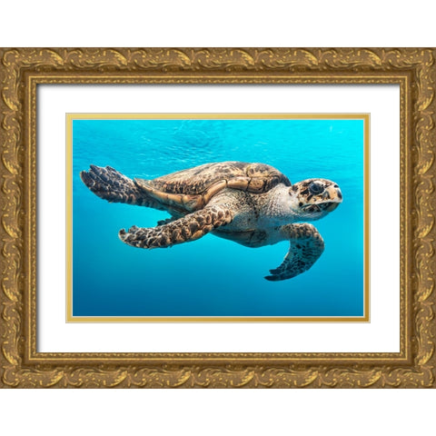 Wildlife 13 Gold Ornate Wood Framed Art Print with Double Matting by Lee, Rachel