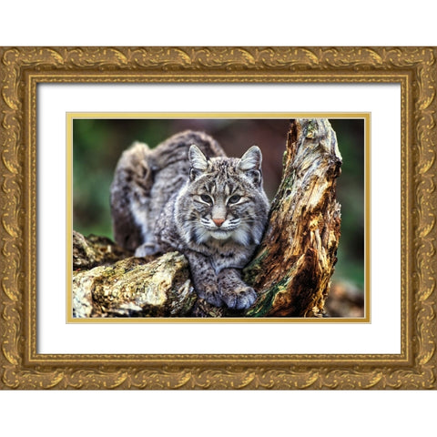 Wildlife 7 Gold Ornate Wood Framed Art Print with Double Matting by Lee, Rachel