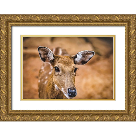 Wildlife 8 Gold Ornate Wood Framed Art Print with Double Matting by Lee, Rachel
