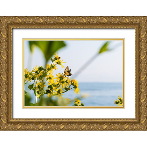 Monarch Gold Ornate Wood Framed Art Print with Double Matting by Malone, Will