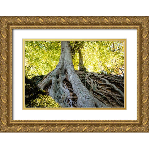 Roots 3 Gold Ornate Wood Framed Art Print with Double Matting by Malone, Will