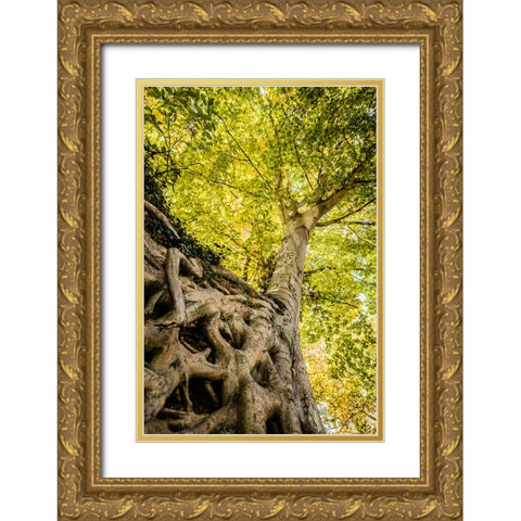 Roots 6 Gold Ornate Wood Framed Art Print with Double Matting by Malone, Will