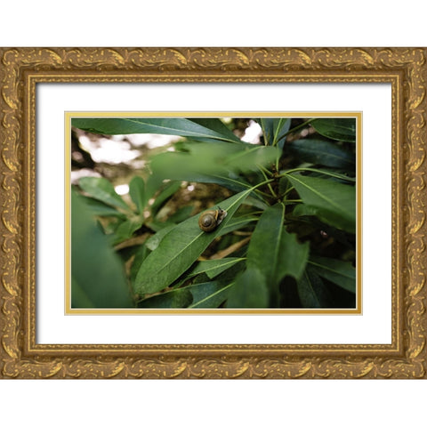 Yellow Branch Snail Gold Ornate Wood Framed Art Print with Double Matting by Malone, Will