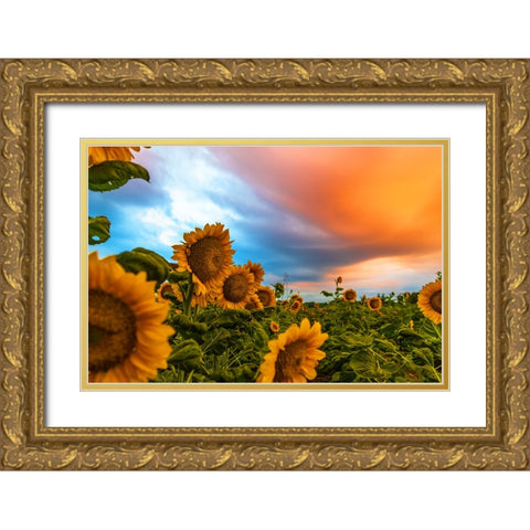 Denver Downs Sunrise Gold Ornate Wood Framed Art Print with Double Matting by Malone, Will