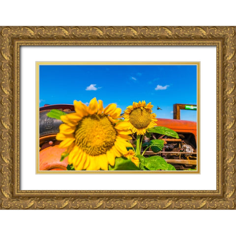 Denver Downs Sunflowers 3 Gold Ornate Wood Framed Art Print with Double Matting by Malone, Will