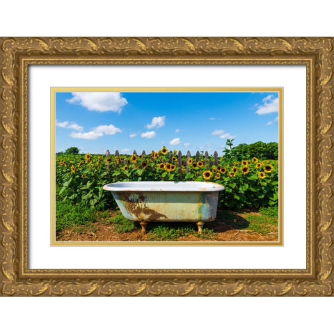 Denver Downs Sunflowers 4 Gold Ornate Wood Framed Art Print with Double Matting by Malone, Will