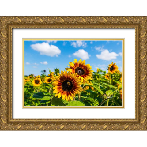 Denver Downs Sunflowers 5 Gold Ornate Wood Framed Art Print with Double Matting by Malone, Will