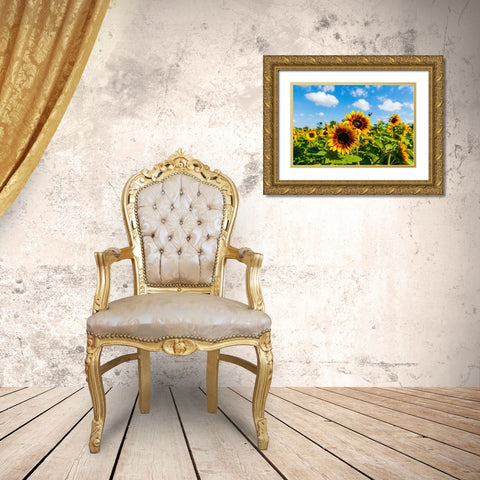 Denver Downs Sunflowers 7 Gold Ornate Wood Framed Art Print with Double Matting by Malone, Will