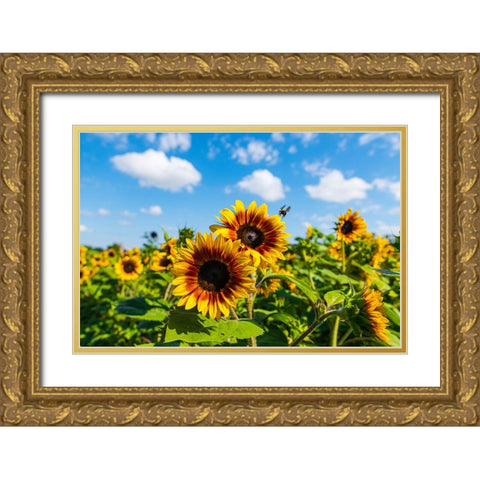 Denver Downs Sunflowers 7 Gold Ornate Wood Framed Art Print with Double Matting by Malone, Will