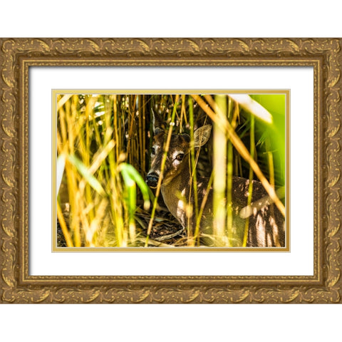 Deer at Rest Gold Ornate Wood Framed Art Print with Double Matting by Malone, Will