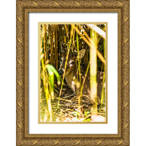 Deer at Rest Vertical Gold Ornate Wood Framed Art Print with Double Matting by Malone, Will