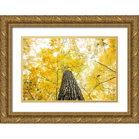 Yellow 2B Gold Ornate Wood Framed Art Print with Double Matting by Malone, Will