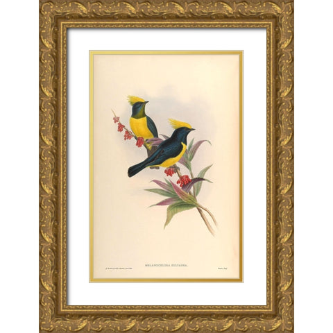 Melanochlora Sultanea Gold Ornate Wood Framed Art Print with Double Matting by CAG