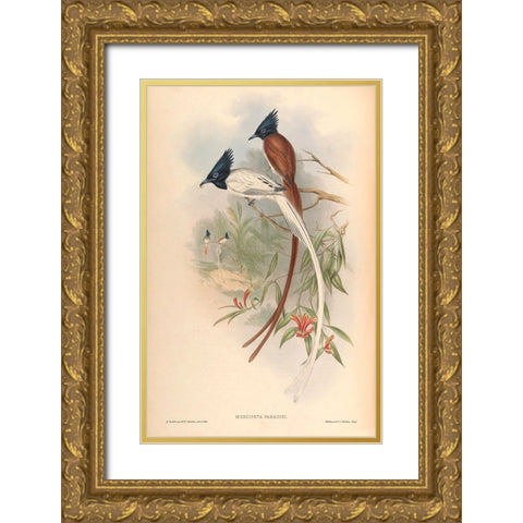 Muscipeta Paradisi Gold Ornate Wood Framed Art Print with Double Matting by CAG