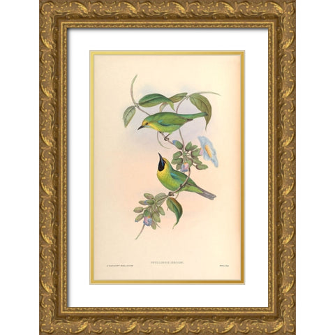 Phyllornis Jerdoni Gold Ornate Wood Framed Art Print with Double Matting by CAG
