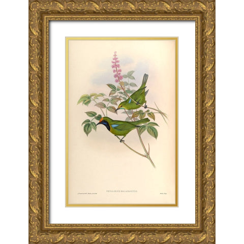 Phyllornis Malabaricus Gold Ornate Wood Framed Art Print with Double Matting by CAG