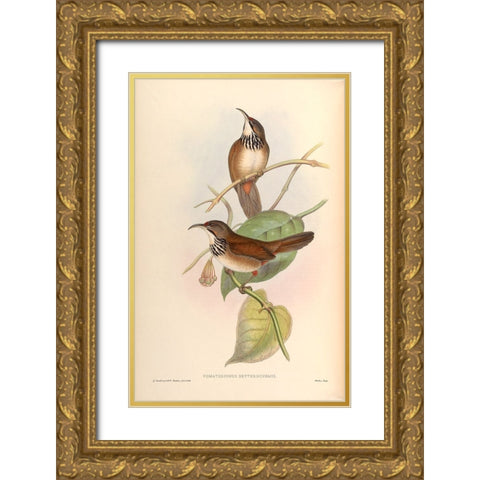 Pomatorhinus Erythrocnemis Gold Ornate Wood Framed Art Print with Double Matting by CAG