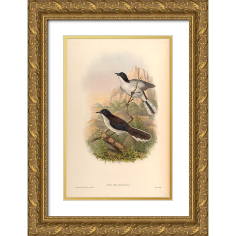 Sibia Melanoleuca Gold Ornate Wood Framed Art Print with Double Matting by CAG