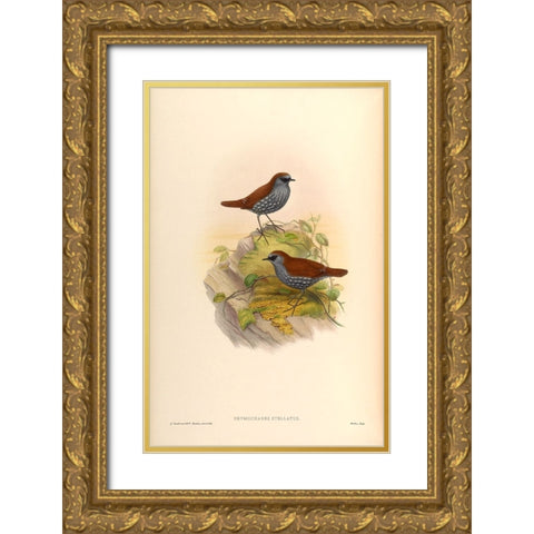 Drymochares Stellatus Gold Ornate Wood Framed Art Print with Double Matting by CAG