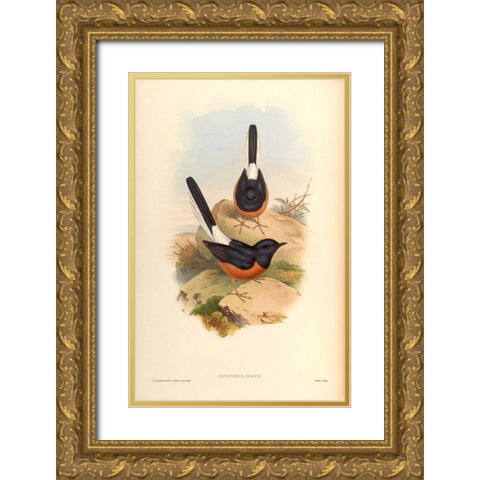 Copsychus Suavis Gold Ornate Wood Framed Art Print with Double Matting by CAG