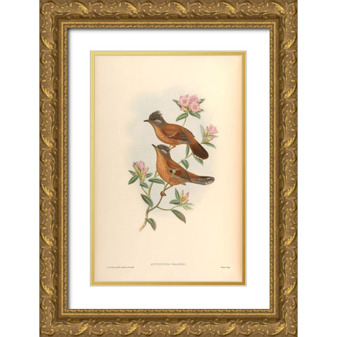 Actinodura Waldeni Gold Ornate Wood Framed Art Print with Double Matting by CAG