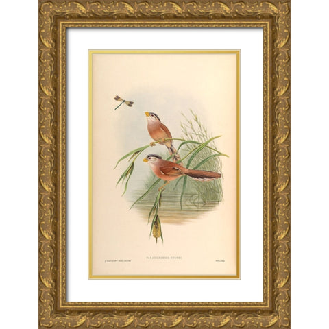 Paradoxornis Heudei Gold Ornate Wood Framed Art Print with Double Matting by CAG