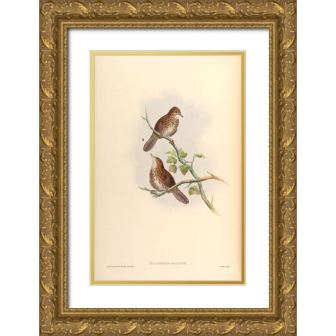 Pellorneum Palustre Gold Ornate Wood Framed Art Print with Double Matting by CAG