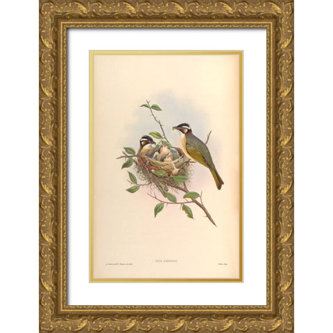 Ixus Sinensis Gold Ornate Wood Framed Art Print with Double Matting by CAG