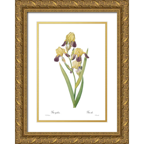 Iris squalens Gold Ornate Wood Framed Art Print with Double Matting by CAG