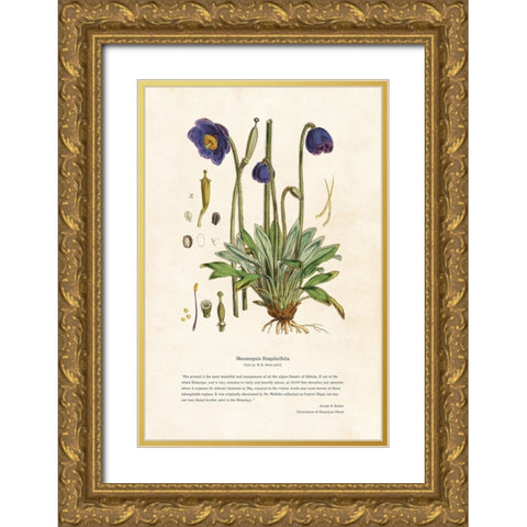 Himalayan Plants - Meconopsis simplicifolia Gold Ornate Wood Framed Art Print with Double Matting by CAG